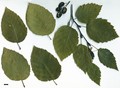 SpeciesSub: subsp. sinuata